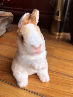 リアルウサギ ぬいぐるみ