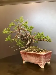 Toshihisa Saeki様 リクエスト 2点 まとめ商品