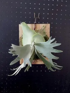 P.willinckii Calm sporeling - メルカリ