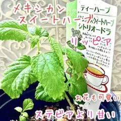 2026年最新】ステビア 苗の人気アイテム - メルカリ