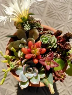 2026年最新】多肉植物エケベリア寄せ植えセット多肉弁当の人気アイテム