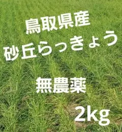 【無農薬】鳥取県産　砂丘らっきょう　ラッキョウ　10kg 無農薬】鳥取県産 砂丘らっきょう ラッキョウ 2kg M～Lサイズ - メルカリ