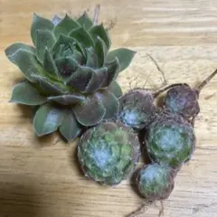 ハルル様 リクエスト 2点 まとめ商品