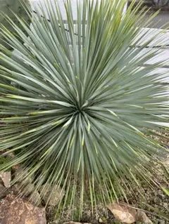 2025年最新】ロストラータ 太の人気アイテム - メルカリ