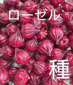 2026年最新】ローゼルティーの人気アイテム - メルカリ