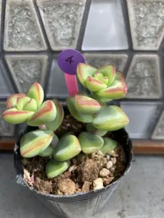 Yomosan様 リクエスト 2点 まとめ商品