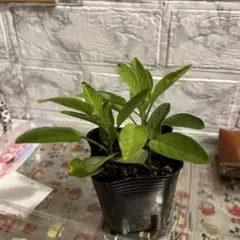 ペピーノの苗木2本専用ページ　きなこまち　様