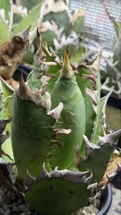 Agave アガベ　レッドキャットウィーズル　ゴリ猫　地獄猫　アカネコのサムネイル