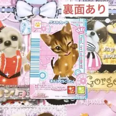 ワンタメ ゲストカード アビシニアン