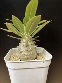 2025年最新】パキポディウム 恵比寿大黒の人気アイテム - メルカリ