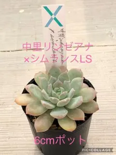 2025年最新】多肉 リンゼアナの人気アイテム - メルカリ