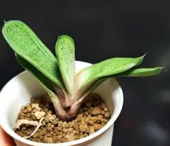 2025年最新】ガステリア 臥牛の人気アイテム - メルカリ