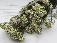 ホワイトグリーン5gライスフラワー ドライフラワー