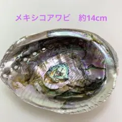 NO.58-17 クジャクアワビ(貝殻) 約14cm 美品