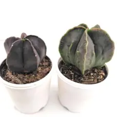 Chaca*様 リクエスト 2点 まとめ商品