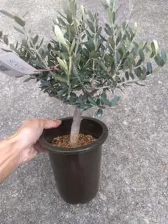 2026年最新】オリーブ 盆栽の人気アイテム - メルカリ