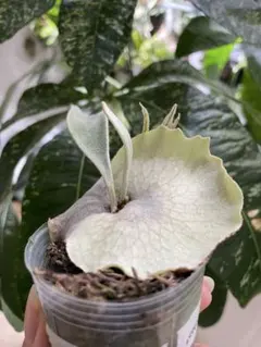 2026年最新】veitchii 2ndの人気アイテム - メルカリ