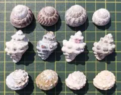 天然貝殻12個セット まとめ売り ハンドメイド素材 ヤドカリハウス【336】