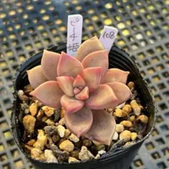 2025年最新】多肉 ピーチ姫の人気アイテム - メルカリ