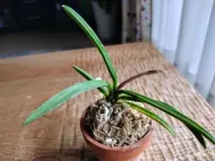 あんず様 リクエスト 3点 まとめ商品