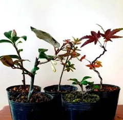 2026年最新】寒グミの人気アイテム - メルカリ