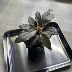 2026年最新】ホマロメナ Homalomenaの人気アイテム - メルカリ