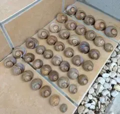 ツメタガイ