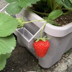 2025年最新】苺苗の人気アイテム - メルカリ