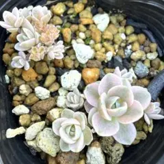期間限定販売 子持ち蓮華錦 鏡花 オロスタキス 抜き苗 斑入り 多肉植物