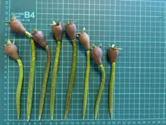 マングローブ 種 ヤエヤマヒルギ 8本のサムネイル