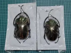 テオドシア様 リクエスト 2点 まとめ商品