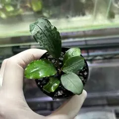 ブセファランドラ パールグレイ TB便 PG ブセファランドラ パールグレイ TB便 PG 水生植物