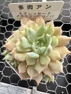 おらいさん 原種 緑札 希少 ザラゴーサspノバ カット苗 - メルカリ