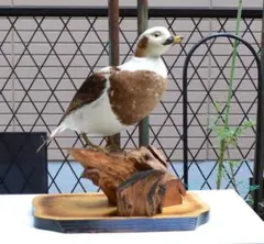 2025年最新】剥製 鴨の人気アイテム - メルカリ