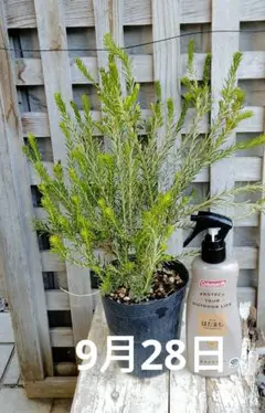 イワオ◇ヒースバンクシア　鉢植え 入荷情報】 明日より販売開始いたします植物の紹介です