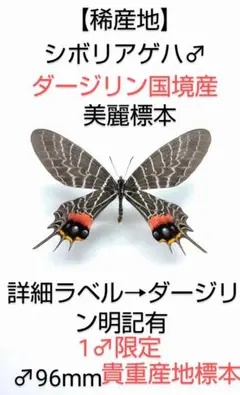 シボリアゲハ ♂標本★北東インド産★大型美麗個体★この産地この状態少♂104mm 2026年最新】標本 シボリアゲハの人気アイテム - メルカリ