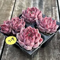 十六夜蒼❇️プロフ見てね❤❇️様 リクエスト 3点 まとめ商品