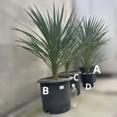 【#25076】ユッカ　アロイフォリア　多頭マルチヘッド　ブランチ 楽天市場】ユッカ・アロイフォリア（花・観葉植物｜花・ガーデン・DIY