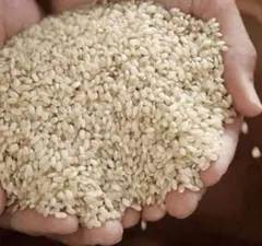 ☆送料込み☆長野県産☆R7年産☆　あきたこまち玄米30kg 　らくらくメルカリ便 ☆送料込み☆長野県産☆R7年産☆ あきたこまち玄米30kg らくらく