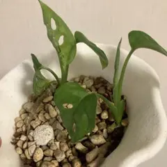 メル92494様 リクエスト 2点 まとめ商品