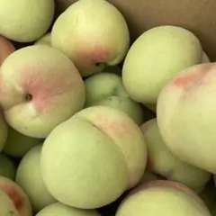 ガリガリ桃　超特大１０キロ ガリガリ桃 大きめ10キロ - メルカリ