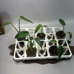 2025年最新】バールマルクスフレームの人気アイテム - メルカリ