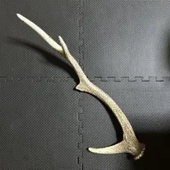 鹿の角