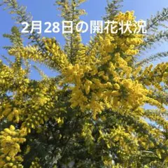 2026年最新】ミモザ フレッシュ カットの人気アイテム - メルカリ