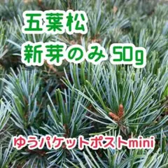 2026年最新】黒松 松葉の人気アイテム - メルカリ