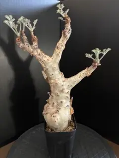 早い者勝ち！　キフォステンマ　ベティフォルメ　ナロー　ソマリア　阪本健 2025年最新】キフォステンマ ベティフォルメの人気アイテム