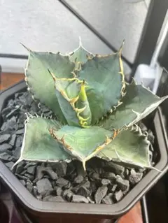 2025年最新】チタノタブルー 大株の人気アイテム - メルカリ