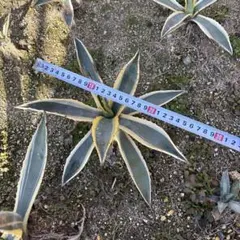 テキラーナ 斑入り 抜き苗 - メルカリ