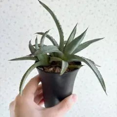 多肉植物 アガベ リトルシャーク 抜き苗