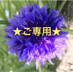 専用★美しい年代物【水牛の角✤奥行きのある鳩の透かし彫り】ヴィンテージネックレスのサムネイル